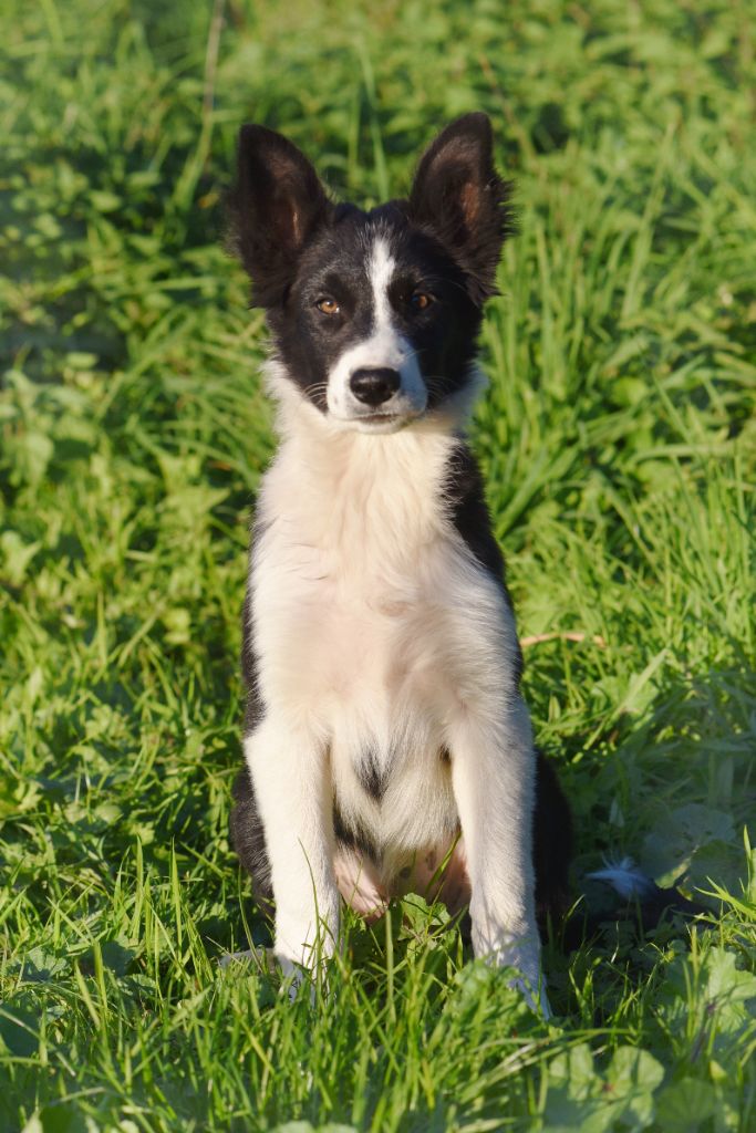 Dorka's Spirit - Chiots disponibles - Border Collie