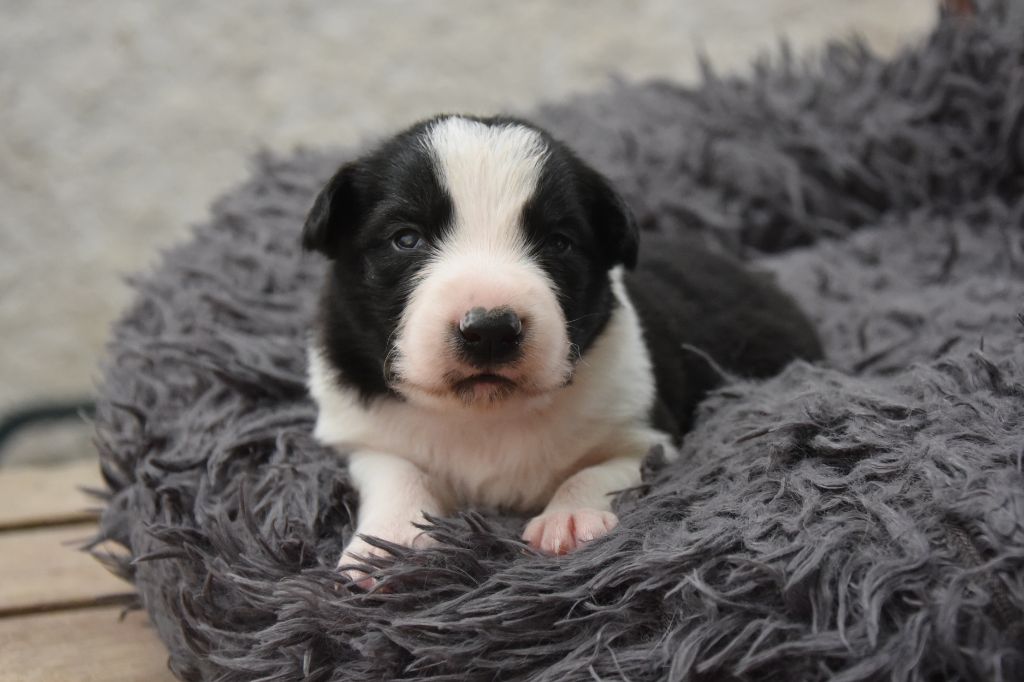 Dorka's Spirit - Chiots disponibles - Border Collie