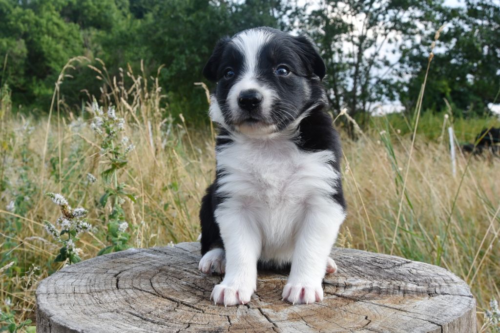 Dorka's Spirit - Chiots disponibles - Border Collie