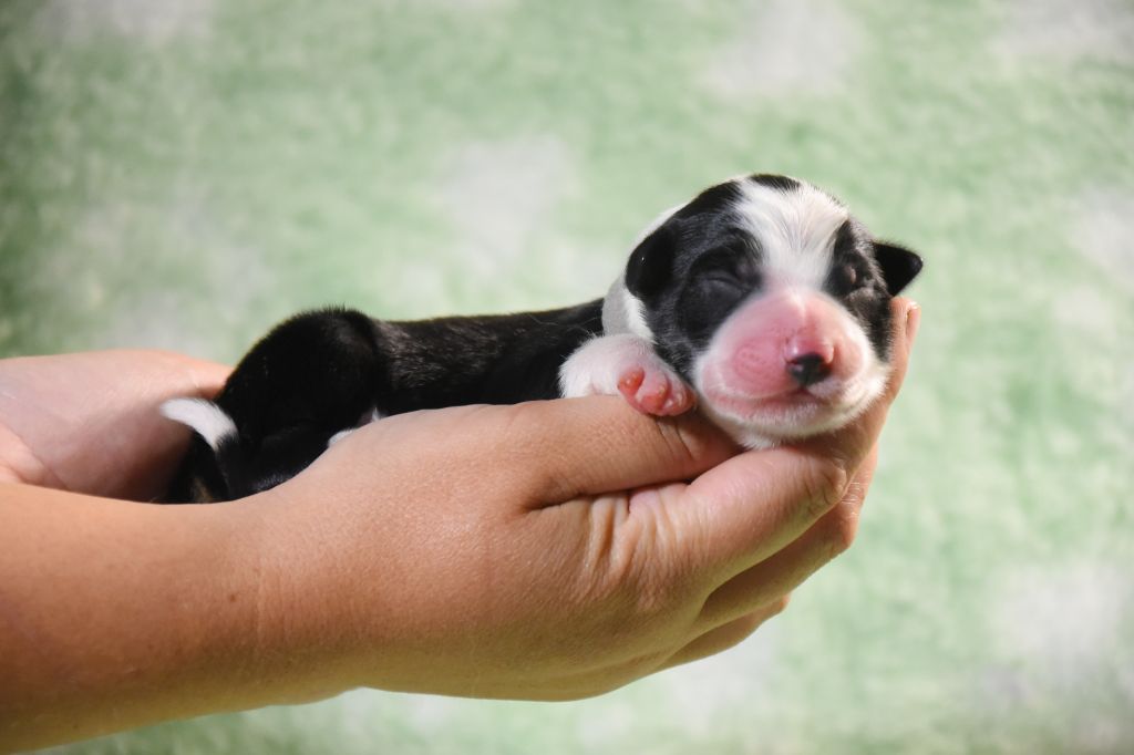 Dorka's Spirit - Chiots disponibles - Border Collie