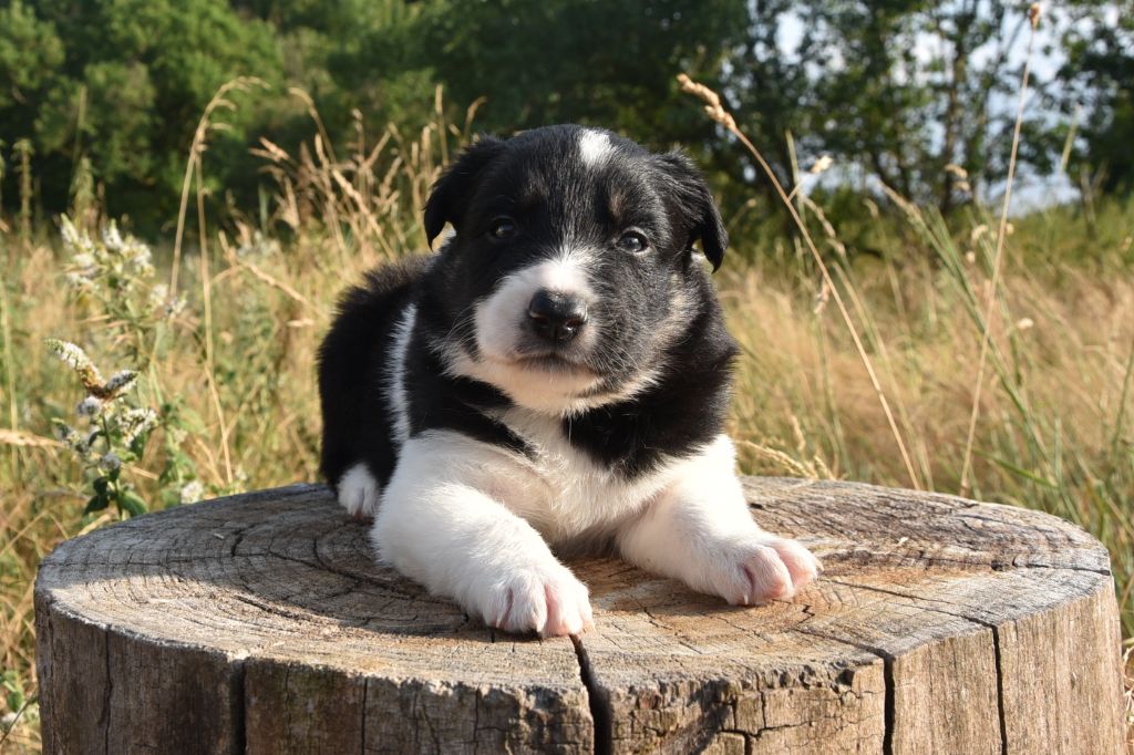 Dorka's Spirit - Chiots disponibles - Border Collie