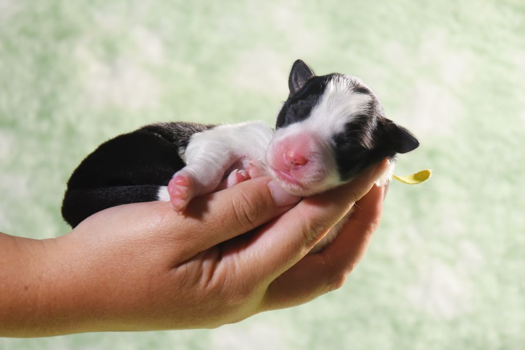 Dorka's Spirit - Chiots disponibles - Border Collie