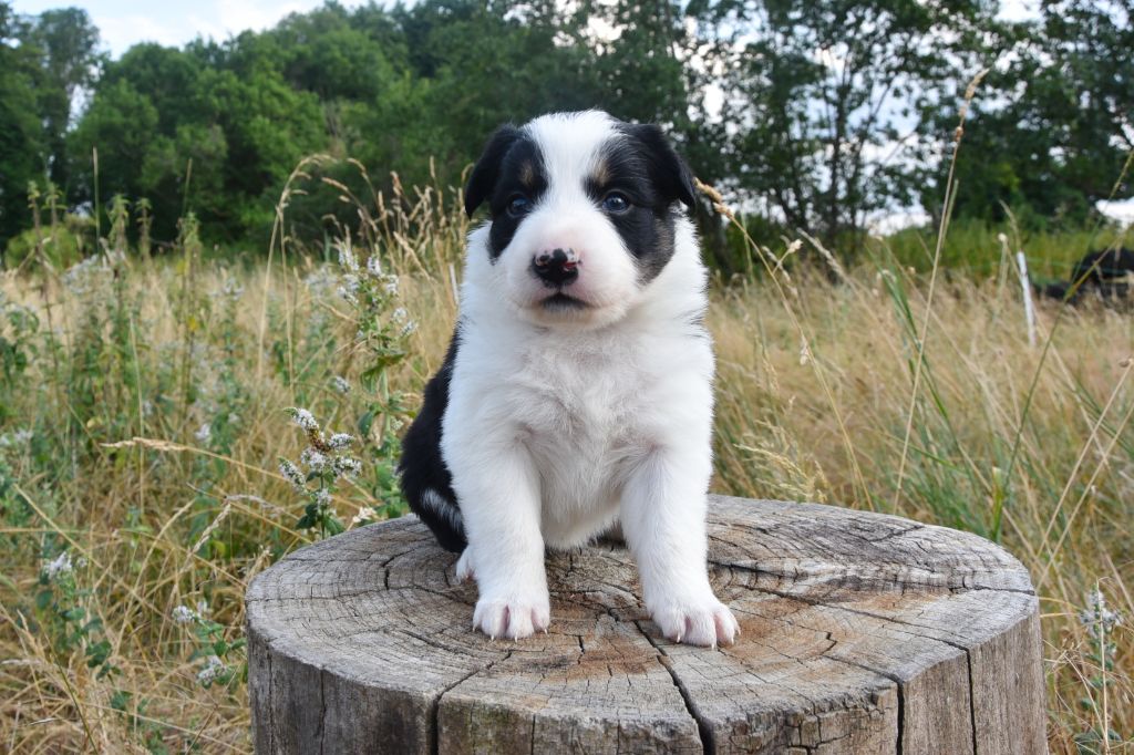 Dorka's Spirit - Chiots disponibles - Border Collie