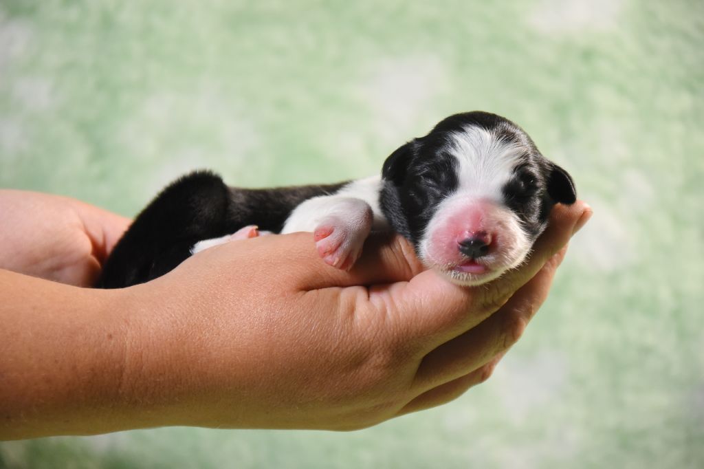 Dorka's Spirit - Chiots disponibles - Border Collie