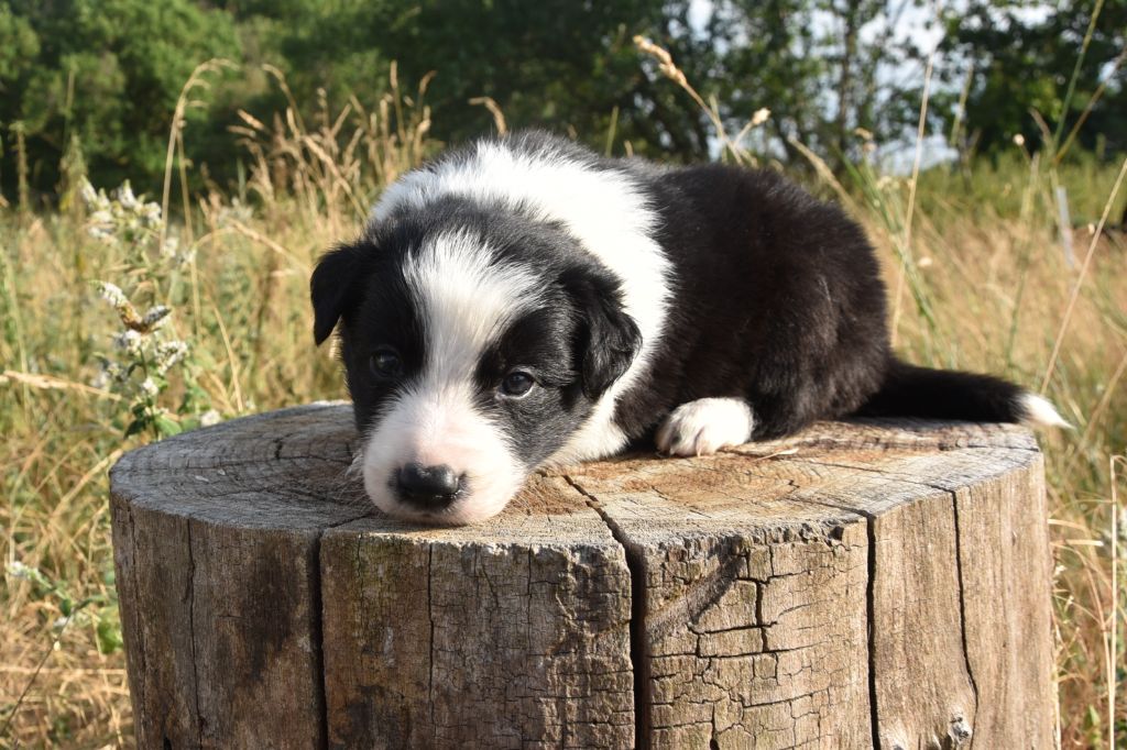 Dorka's Spirit - Chiots disponibles - Border Collie