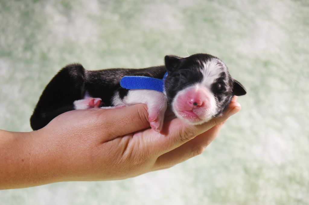 Dorka's Spirit - Chiots disponibles - Border Collie