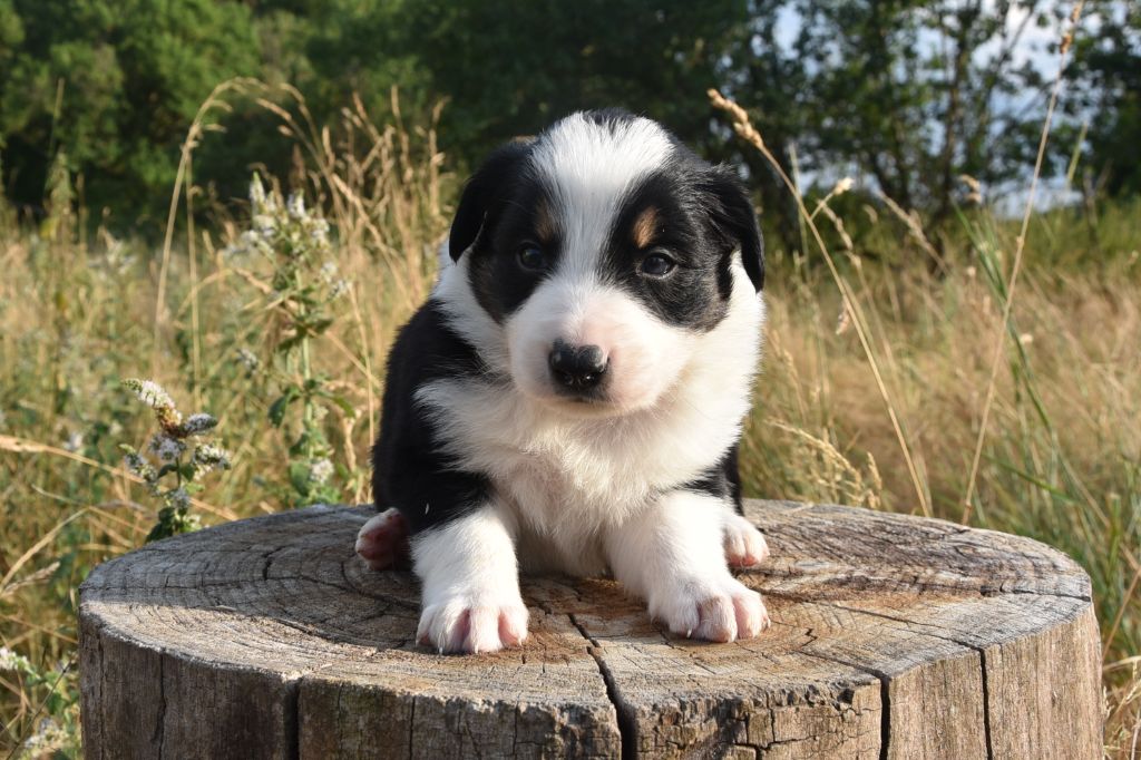 Dorka's Spirit - Chiots disponibles - Border Collie